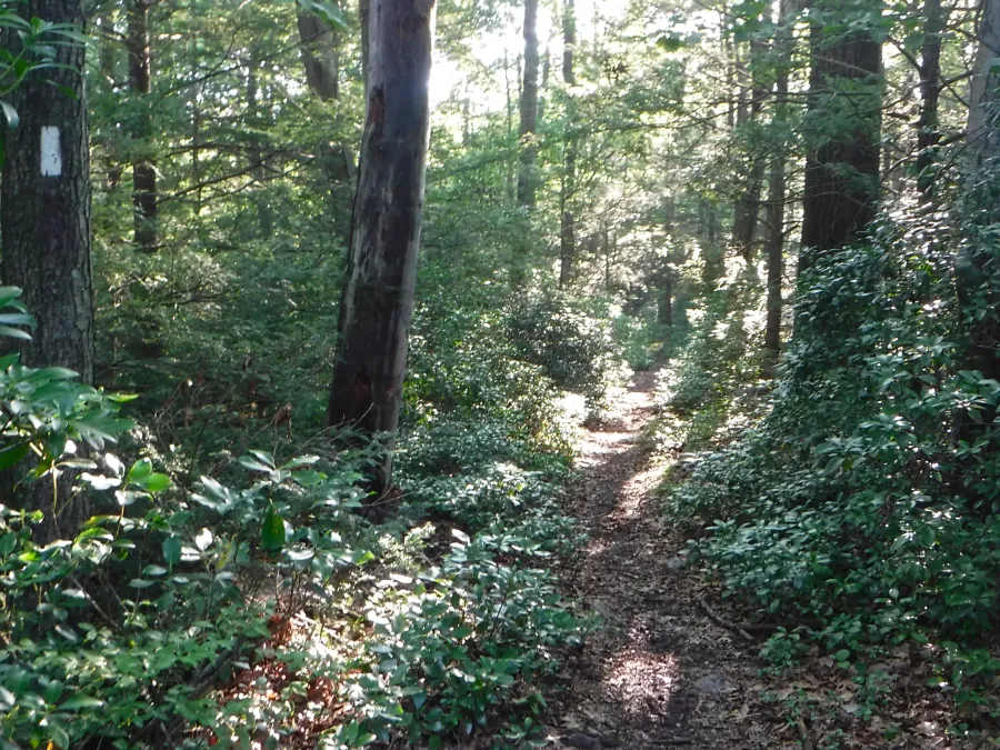 Morning sun in the forest