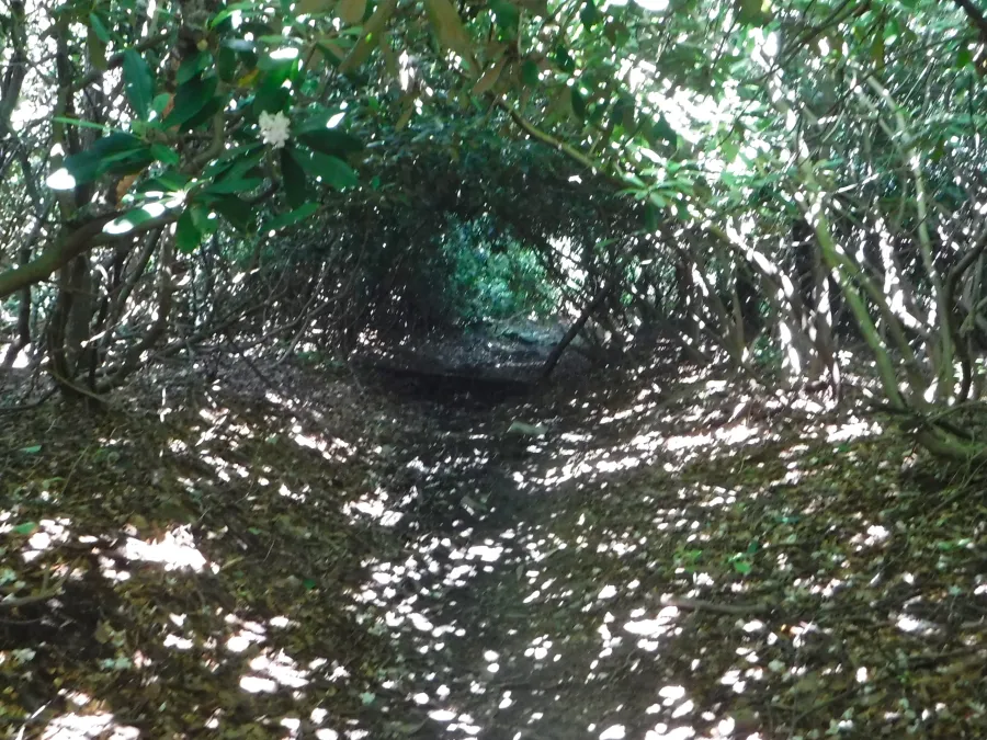 rhododendron tunnel