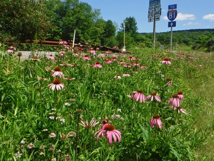 Field of purple coneflowers