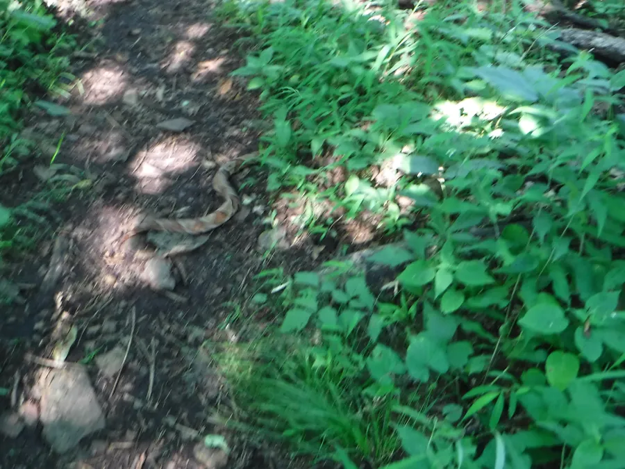 snake