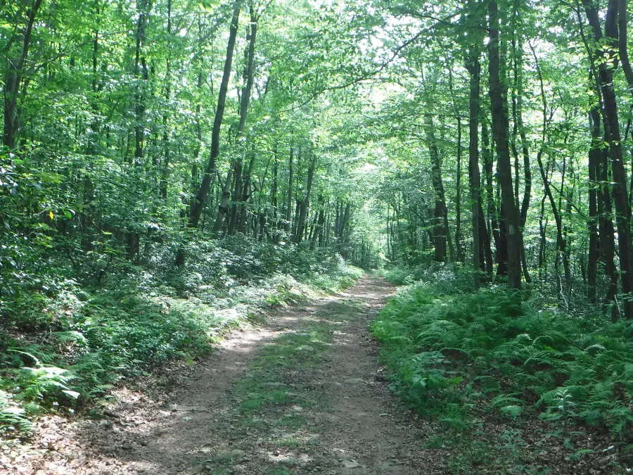 Dirt road