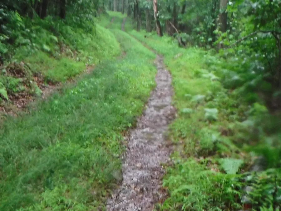 Rainy dirt road