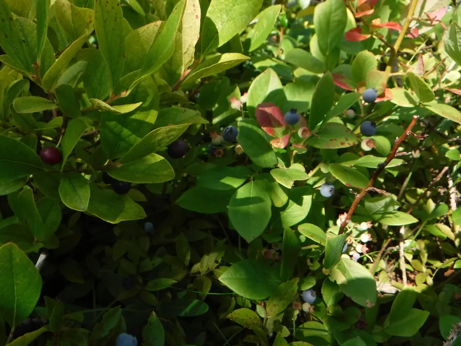Wild blueberries