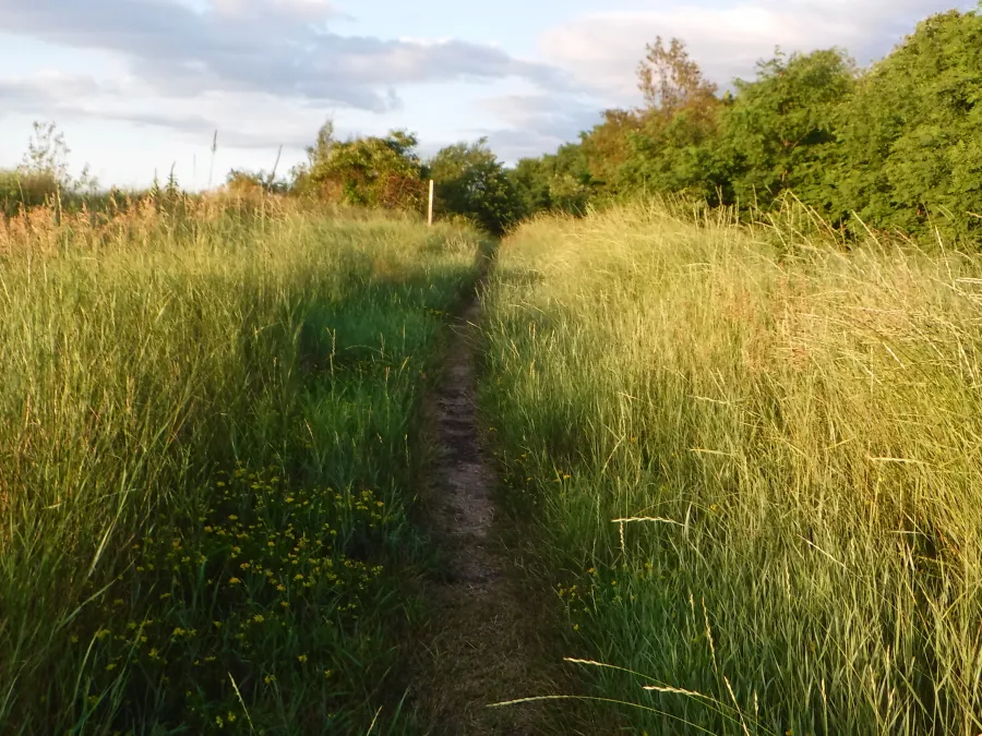 Grassy trail