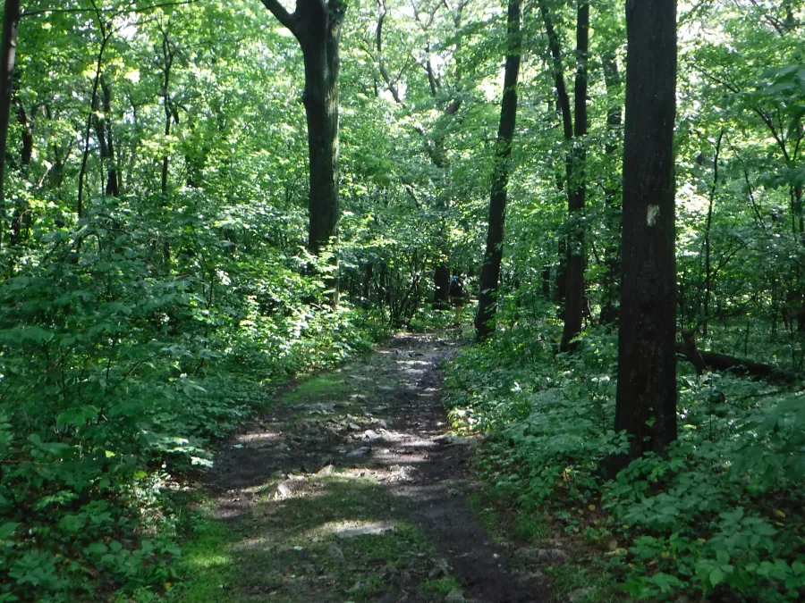 Muddy flat trail