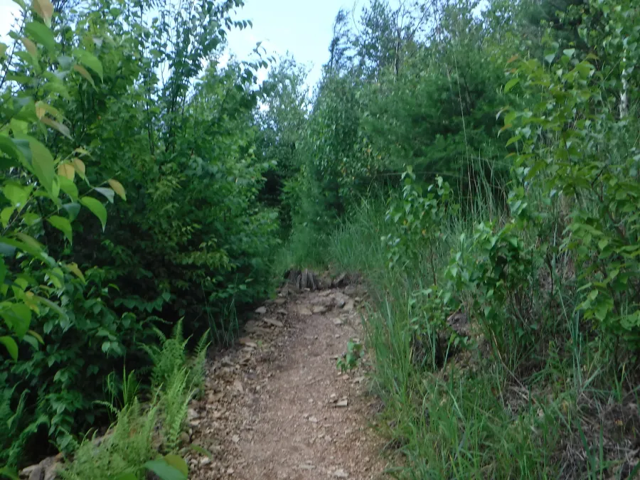 Scrubby vegetation