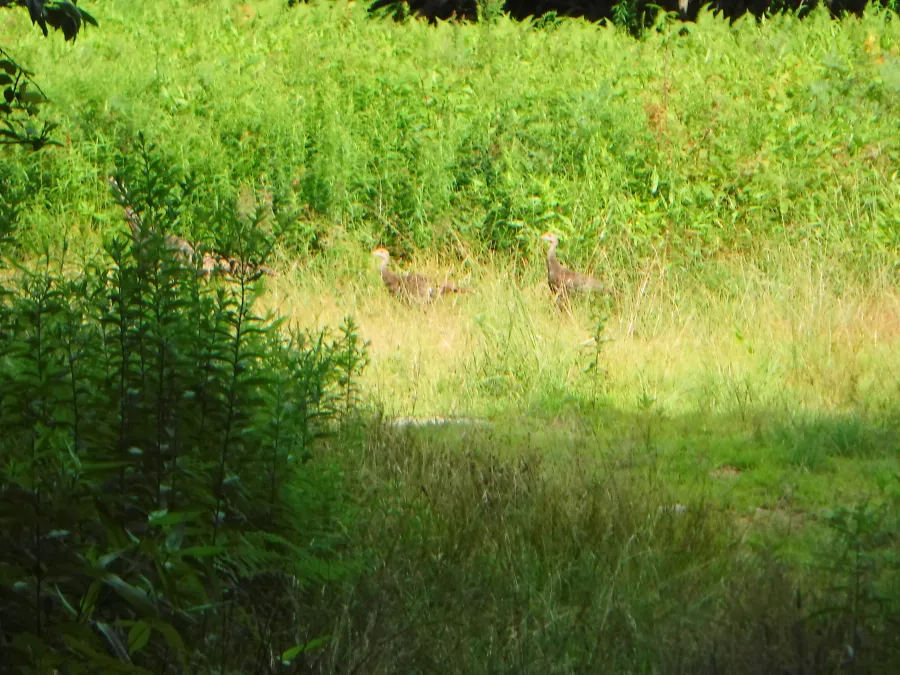 Turkeys