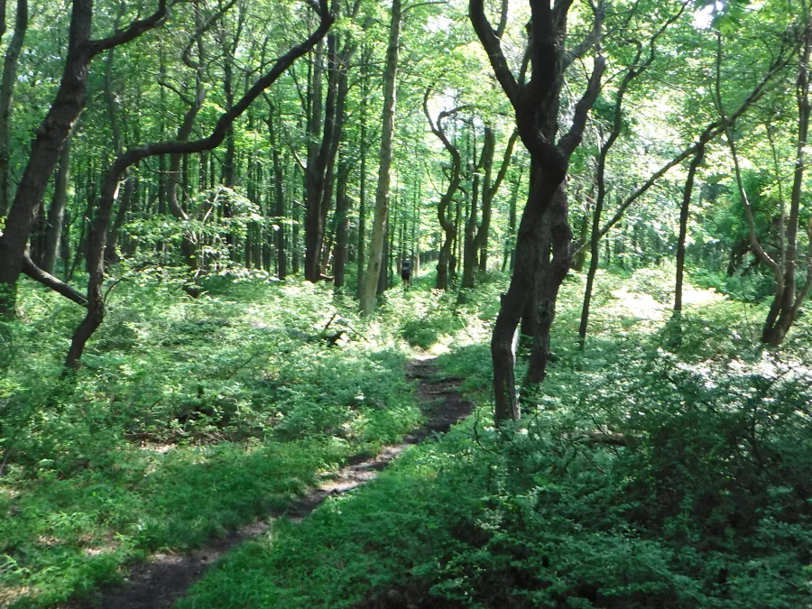 Flat but rocky trail