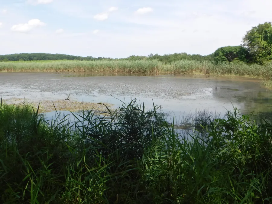 pond