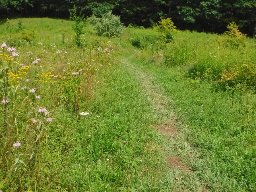Small field with wildflowers