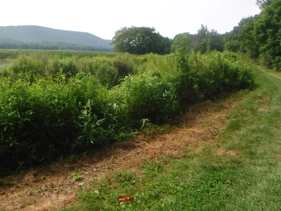 Trail along Wallkill River National Wildlife Refuge