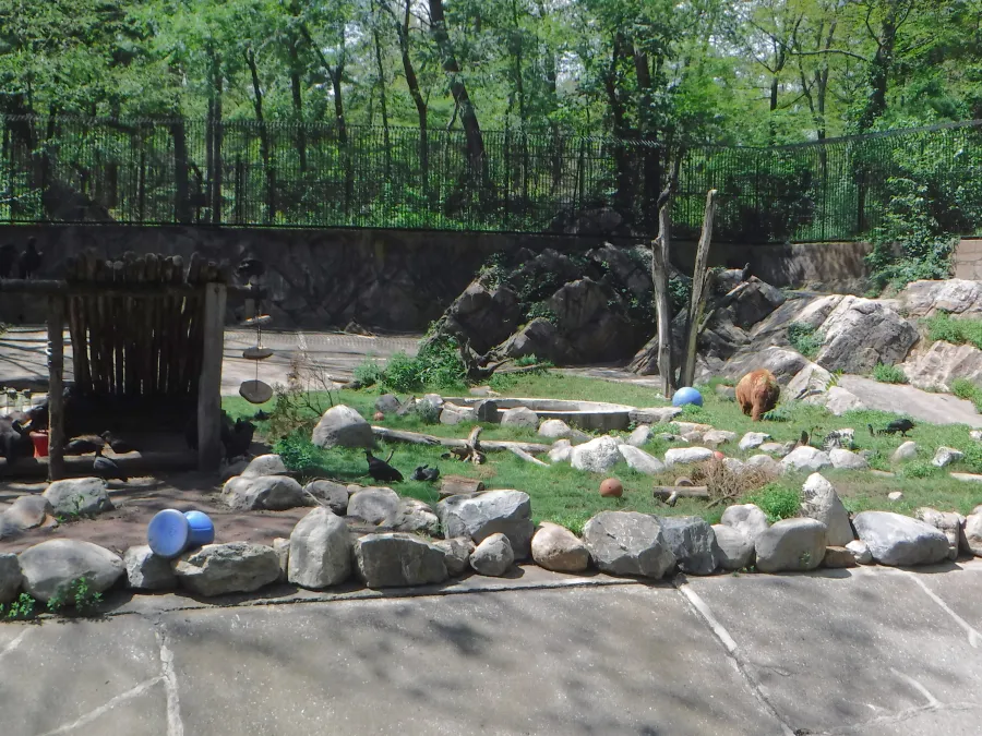 Trailside Zoo bear