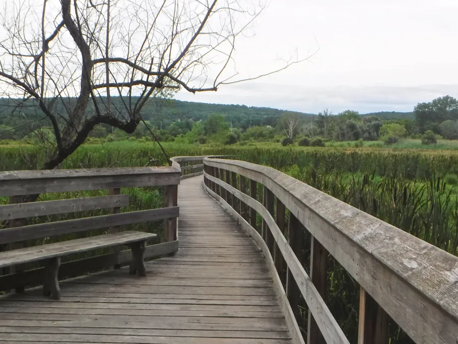 Swamp River boardwalk