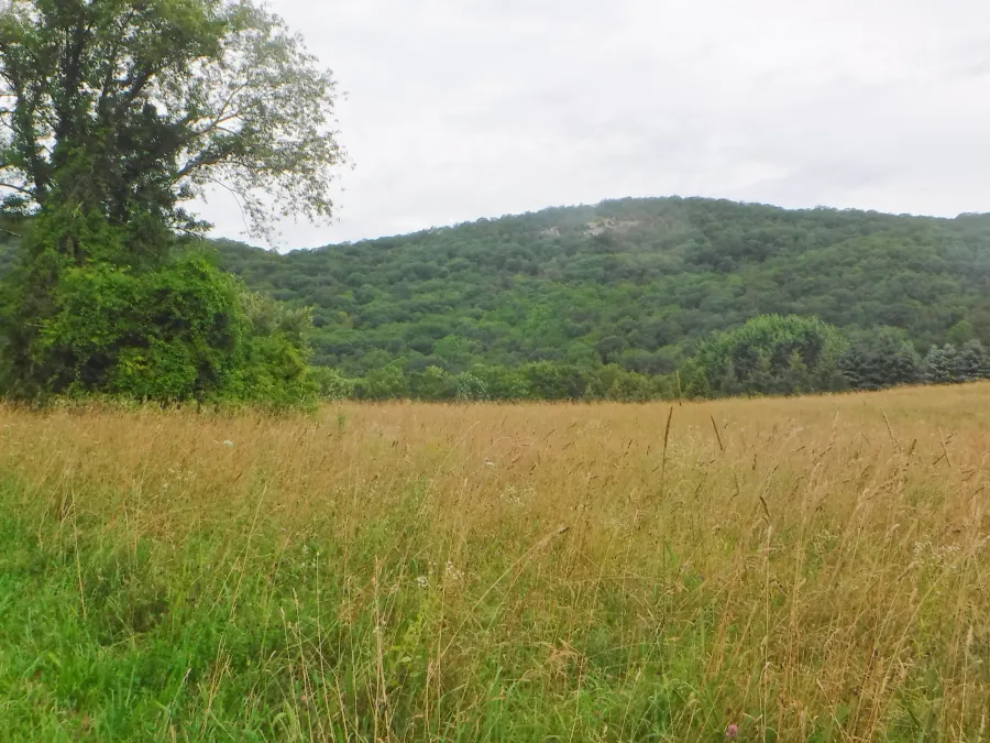 meadow