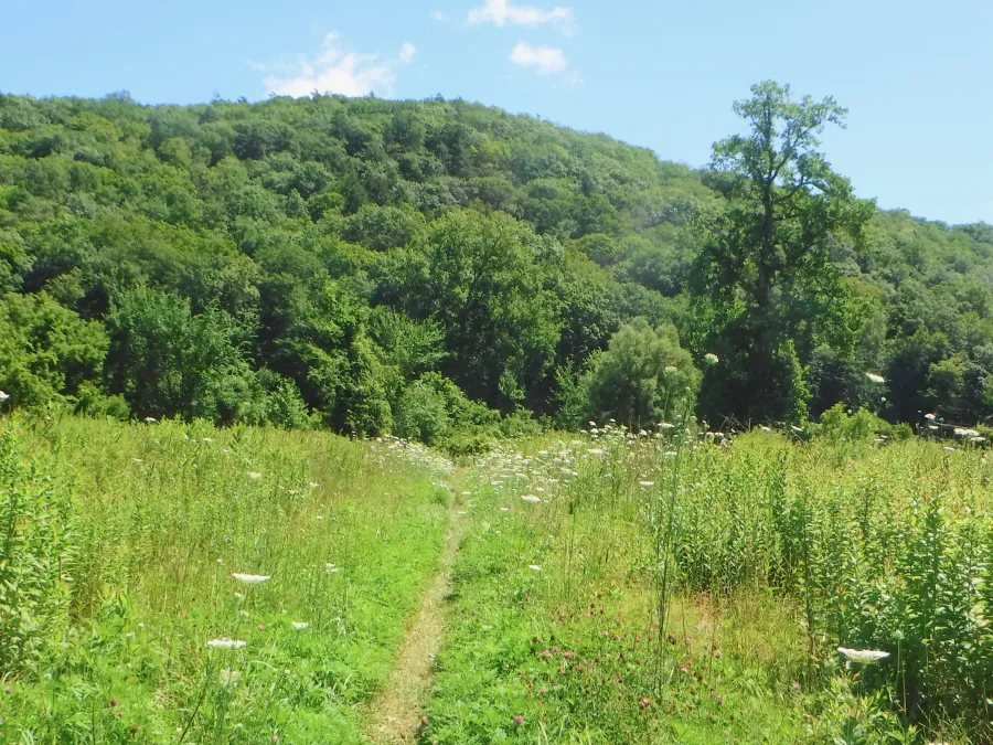 Crossing a meadow