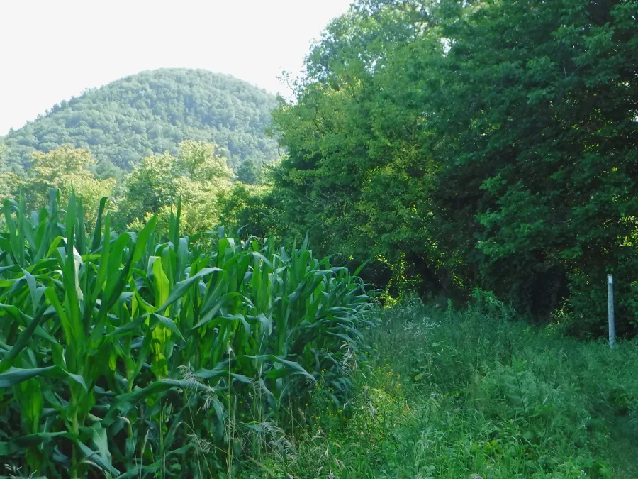 Cornfield near Falls Village, Ct.
