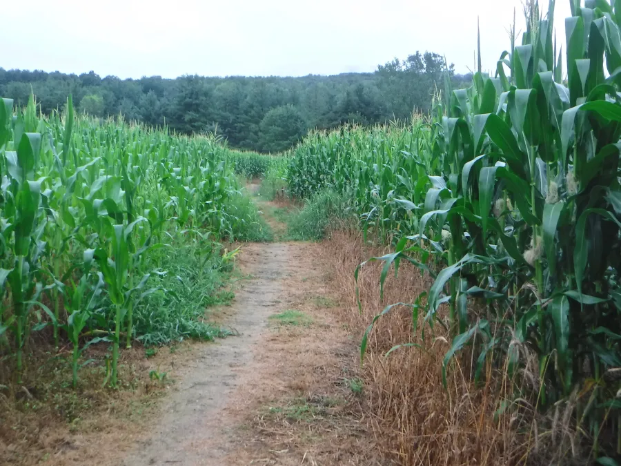 Cornfield near Cheshire, Mass.