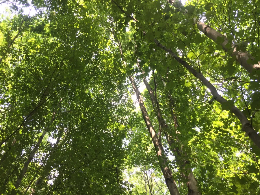 Trees blocking view of solar eclipse