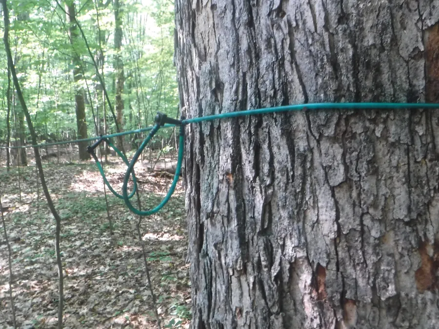 Maple sap tubing