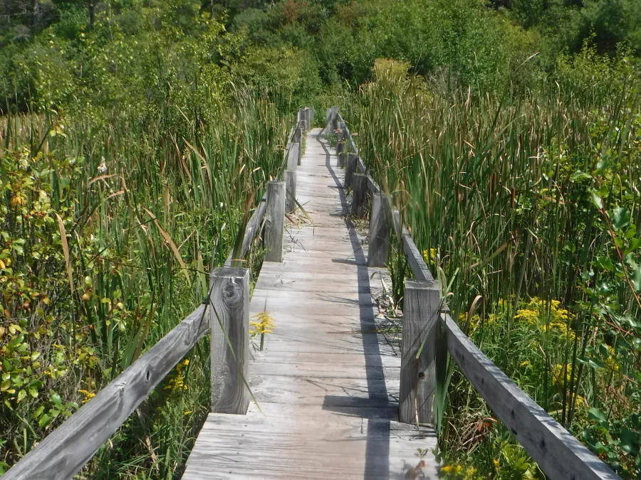 Boardwalk over marsh