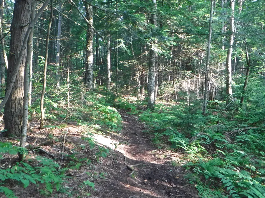 Sun filtered on the trail