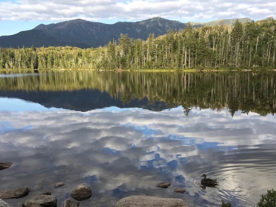 Franconia Ridge and a duck on Lonesome Lake
