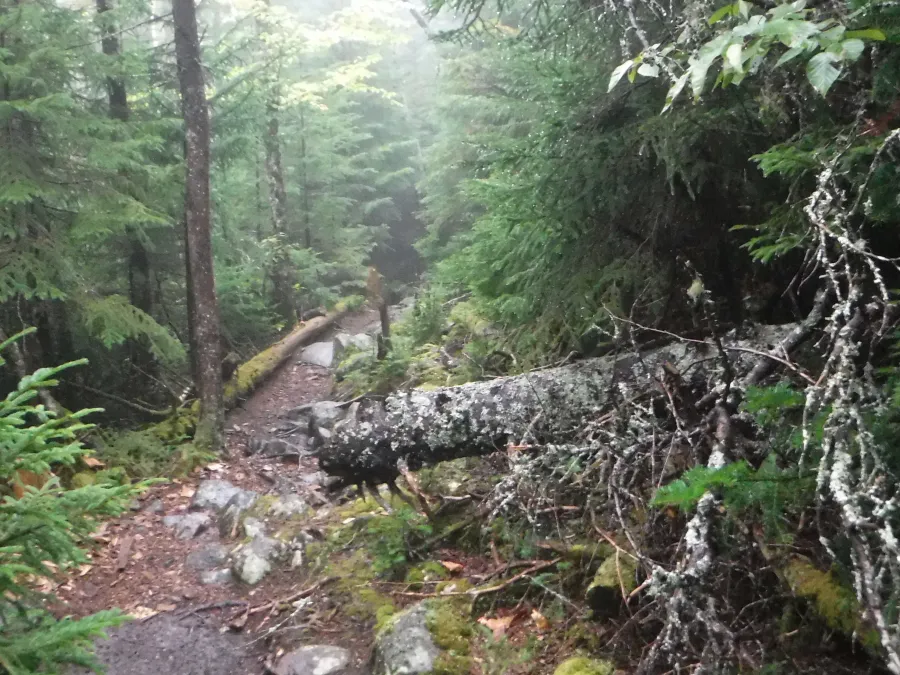 The trail on the descent from Osgood Tent Site