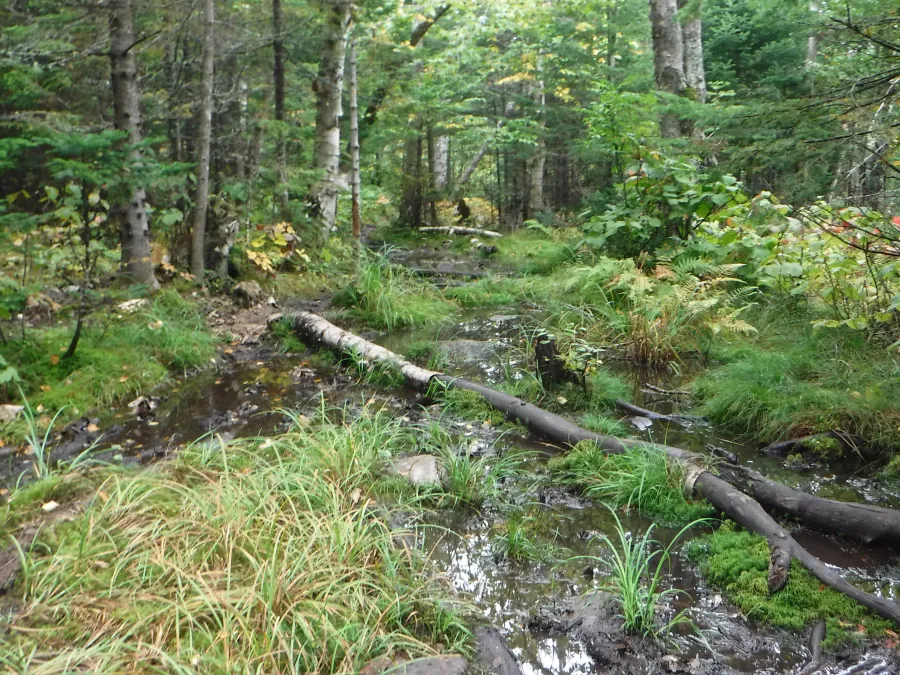 Flooded trail