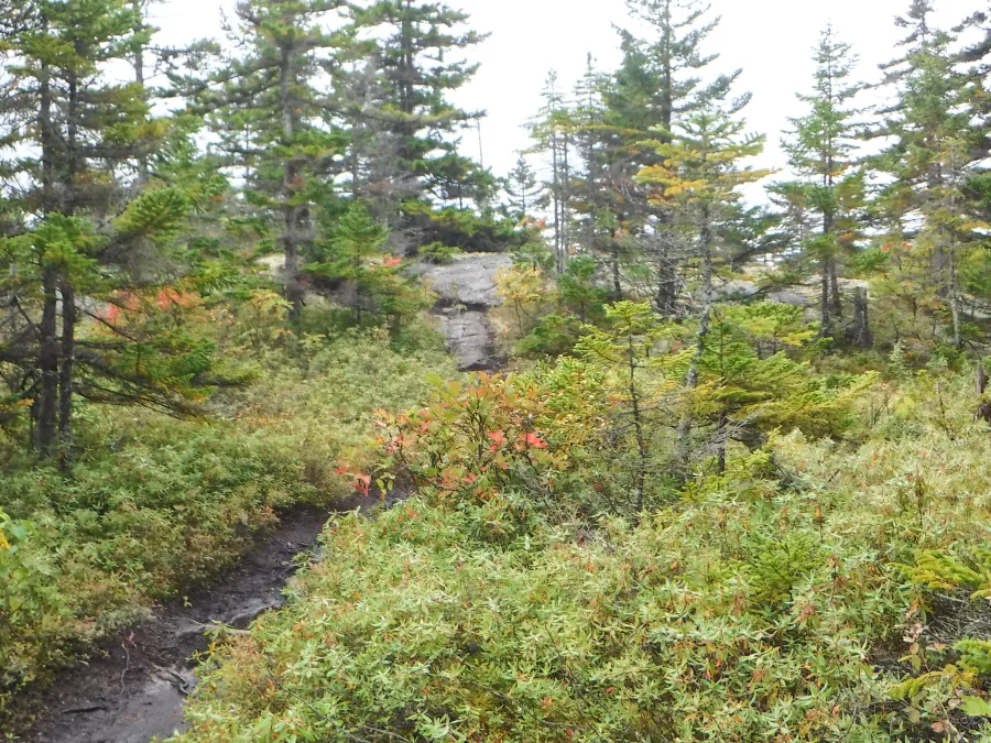 Trail going up Mt. Hayes