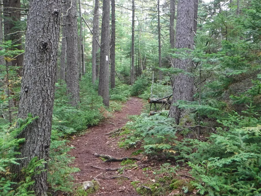 Trail in the forest
