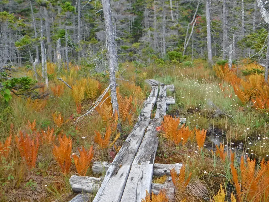 Puncheon crossing with ferns