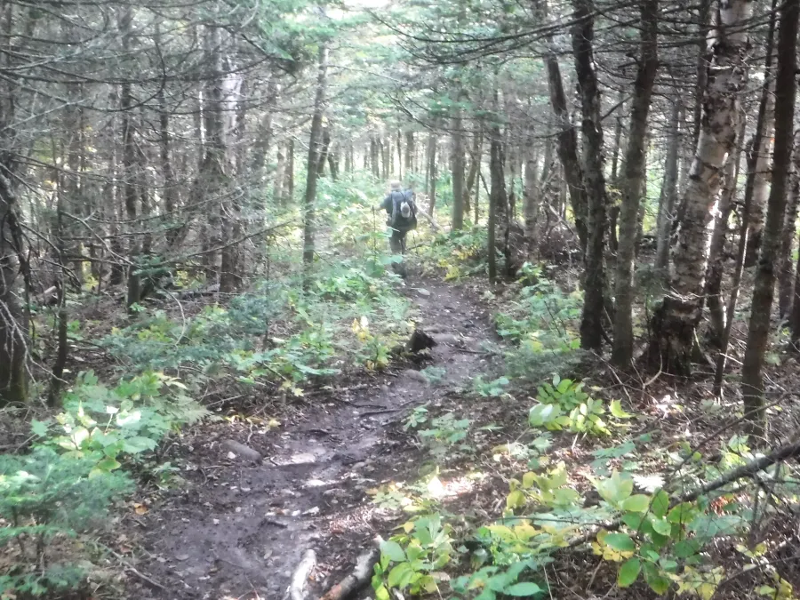 Stick on the trail