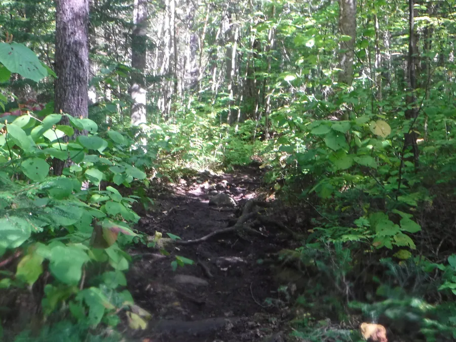 Overgrown trail