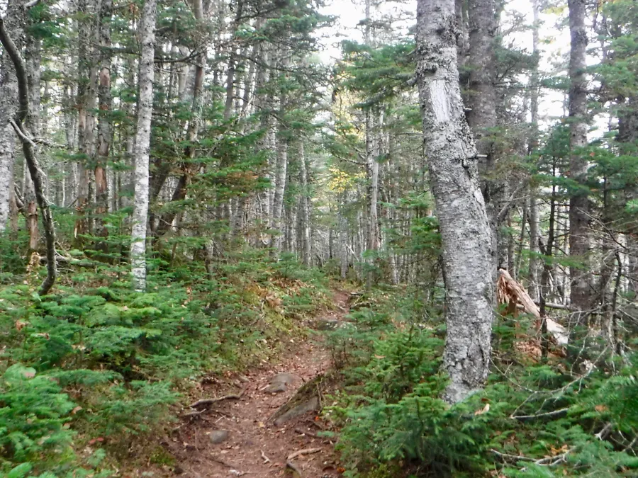 Path through the forest