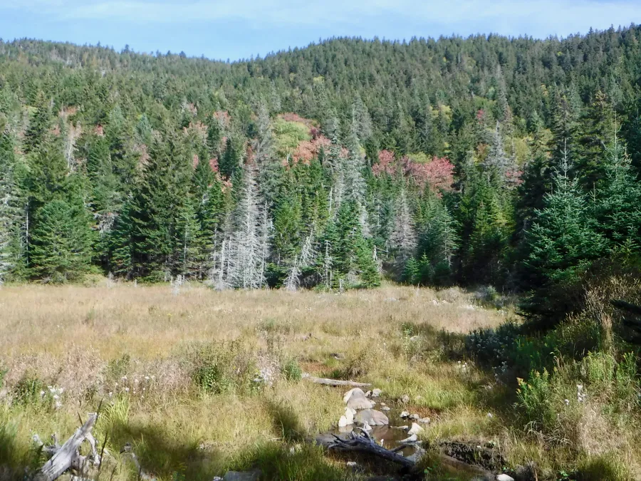 Beaver bog near Stratton, Maine