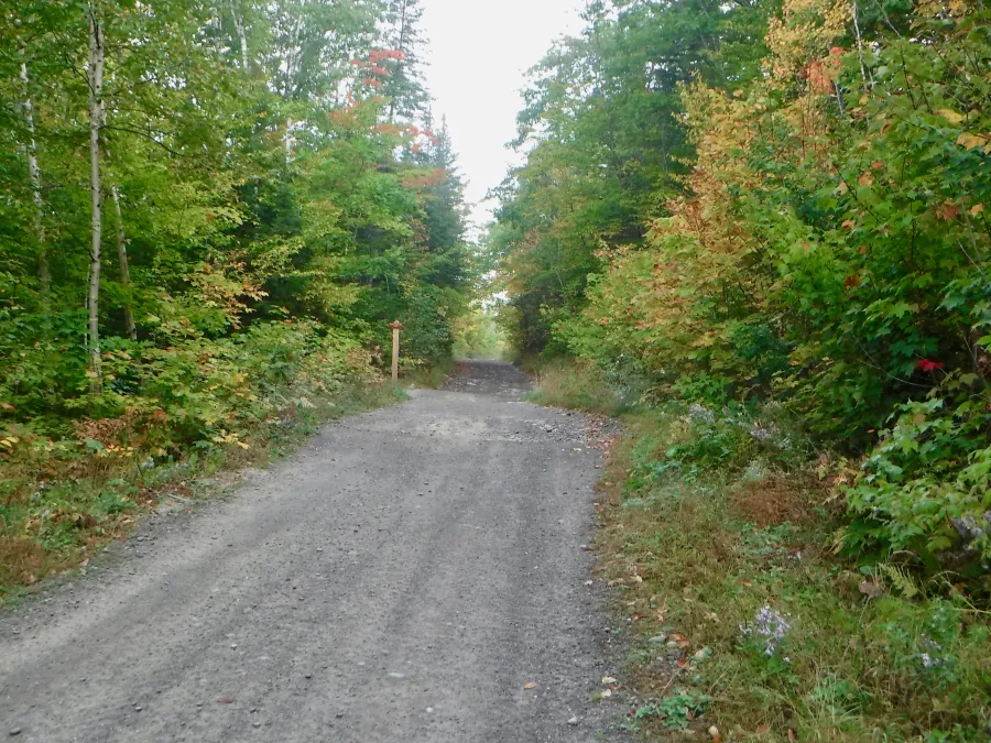 Loggin road
