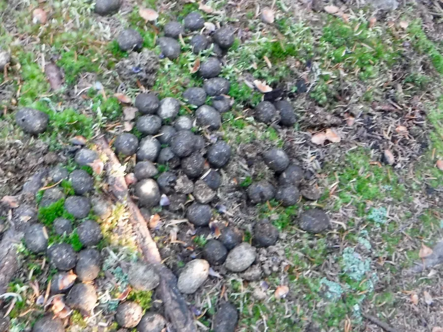 Moose poop