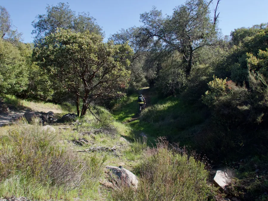 Trees on trail