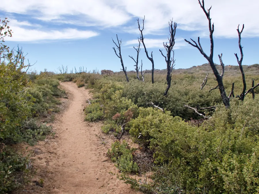 Burnt section of trail