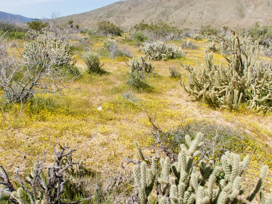 Desert flowers and cactus