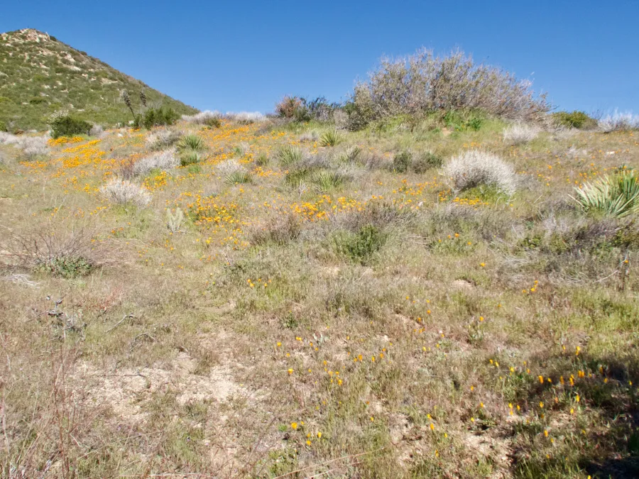 Field of California poppies