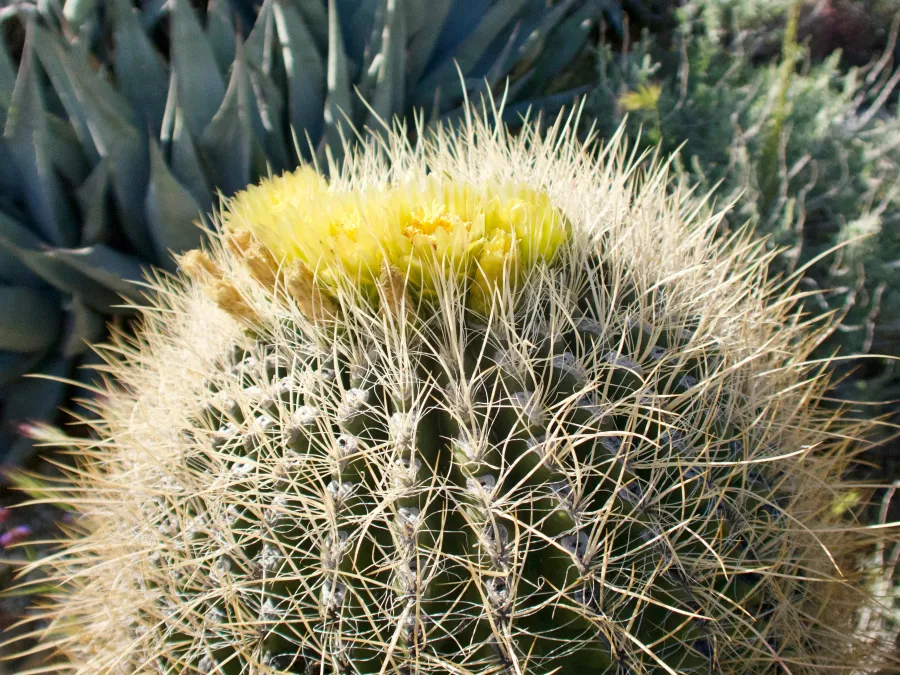 Blooming cactus