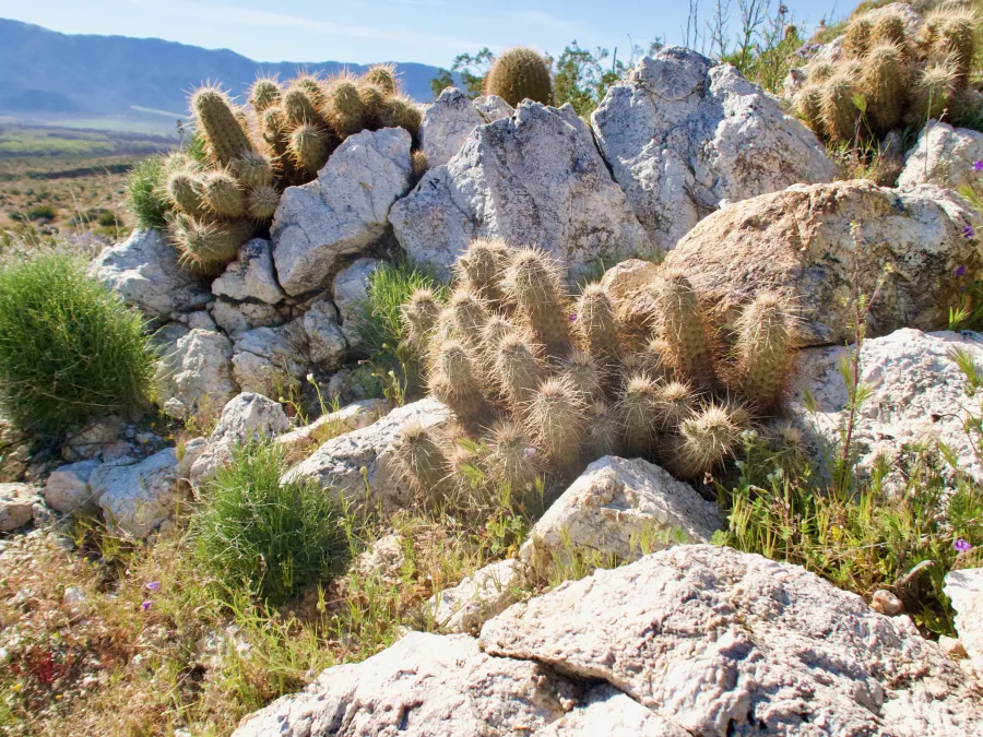 Cactus garden