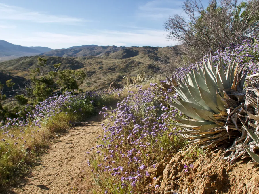 Purple lupines growing among yucca