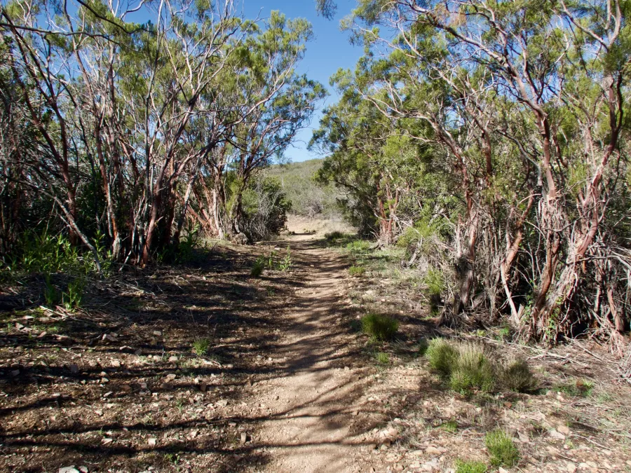 manzanita grove
