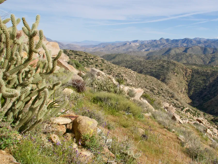 Cactus with a view
