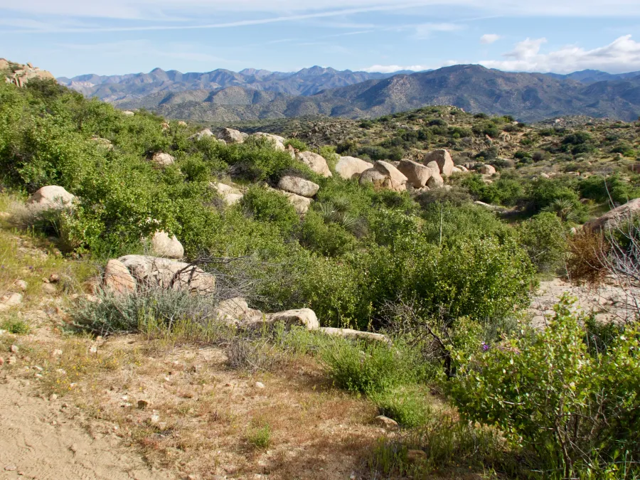 Late afternoon on the trail