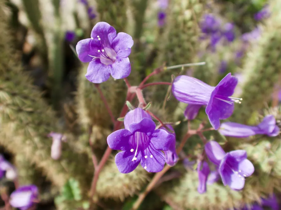 Canterbury bells