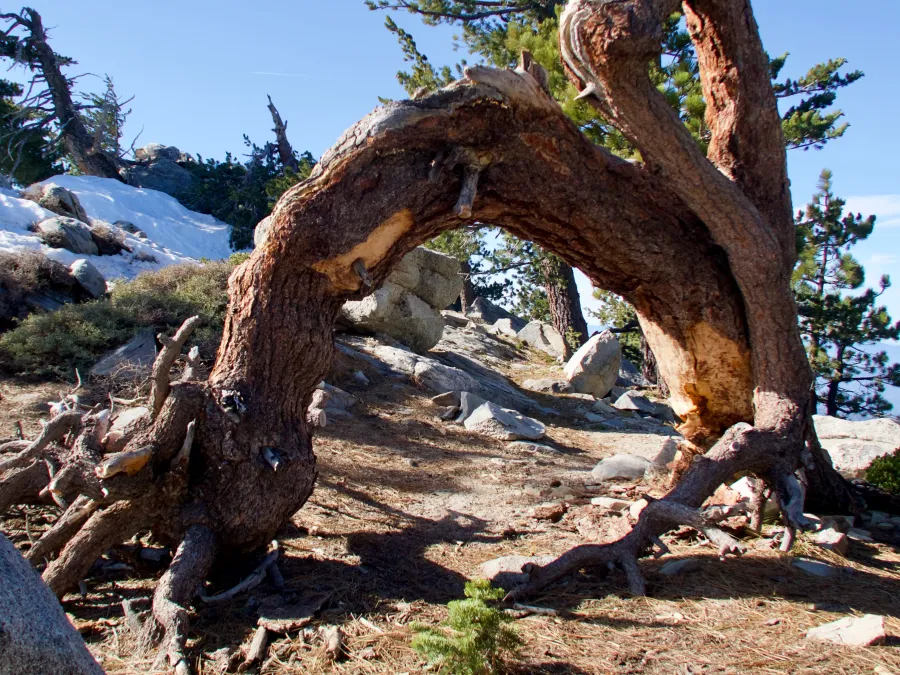 Tree bent in an arch