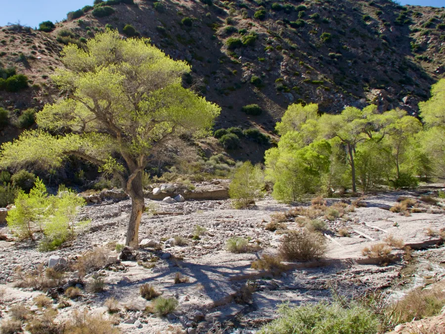 Mission Creek with cottonwood trees
